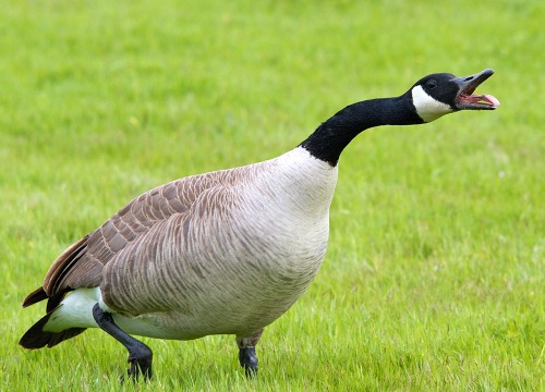 Geese - Milwaukee