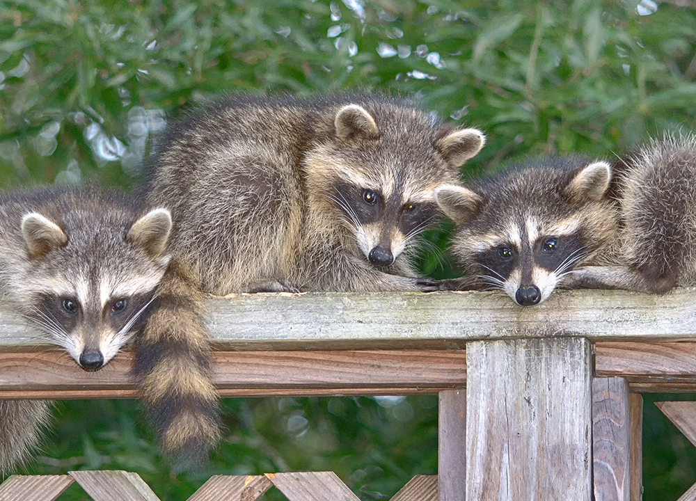 Milwaukee Raccoon Removal | Raccoon Wildlife Control Service