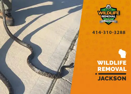 Jackson Wildlife Removal professional removing pest animal