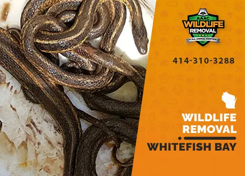 Whitefish Bay Wildlife Removal professional removing pest animal