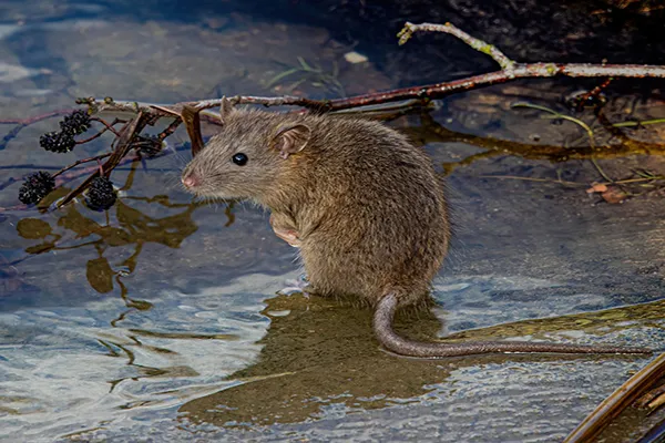 Rats in store the garden