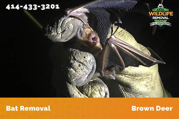 Bat Removal Brown Deer