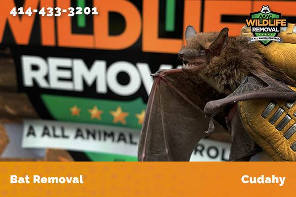 Bat Removal Cudahy