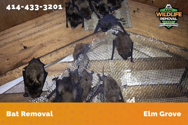 Bat Removal Elm Grove