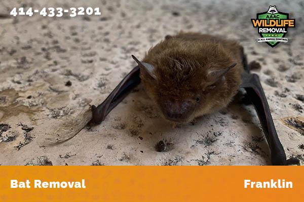 Bat Removal Franklin