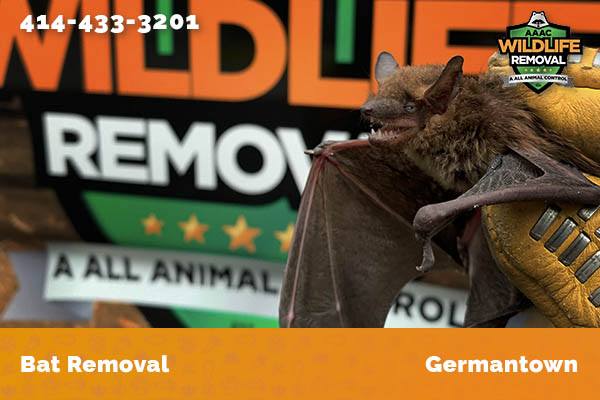 Bat Removal Germantown