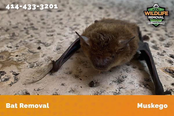Bat Removal Muskego