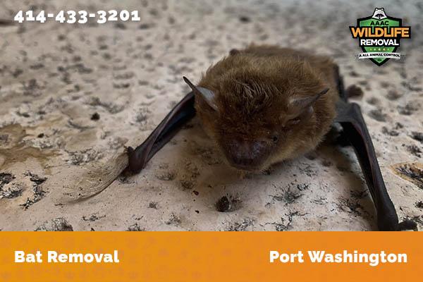 Bat Removal Port Washington
