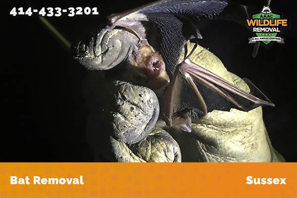 Bat Removal Sussex