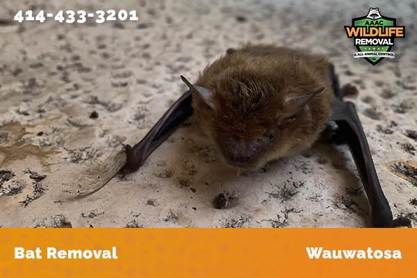 Bat Removal Wauwatosa