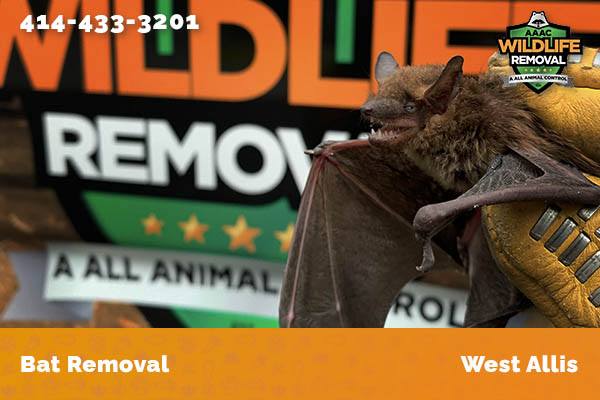 Bat Removal West Allis
