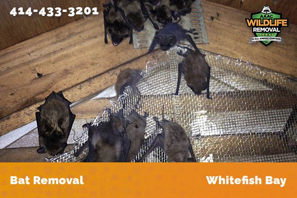 Bat Removal job in Whitefish Bay