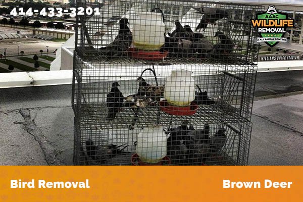 Bird Removal Brown Deer