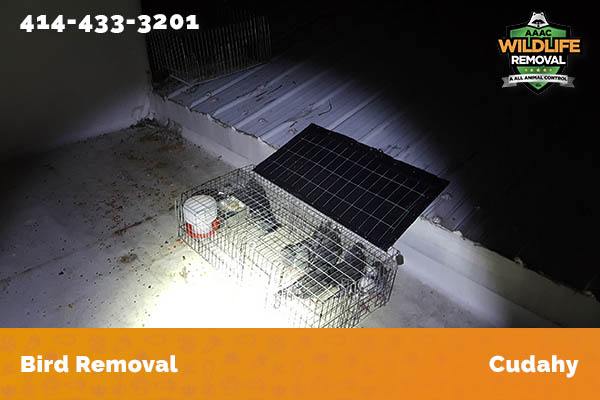 Bird Removal Cudahy