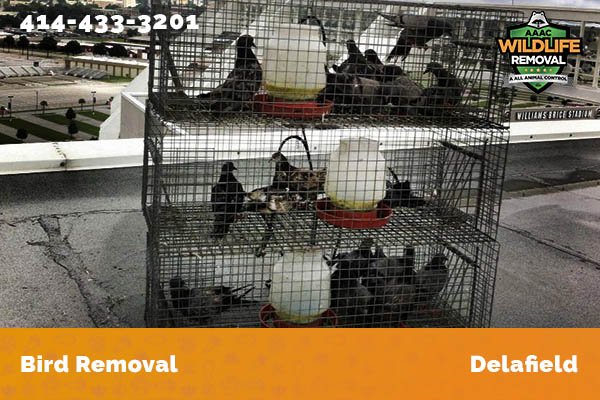 Bird Removal Delafield