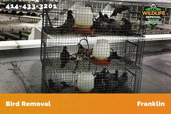Bird Removal Franklin