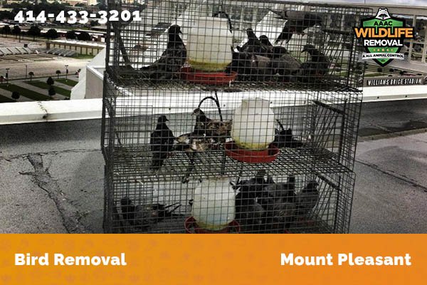 Bird Removal Mount Pleasant