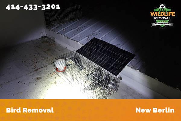 Bird Removal New Berlin