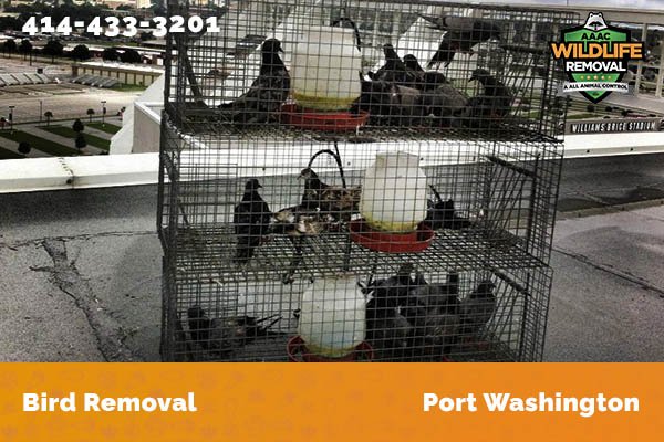 Bird Removal Port Washington