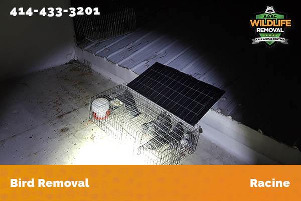 Bird Removal Racine