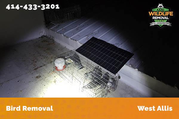 Bird Removal West Allis