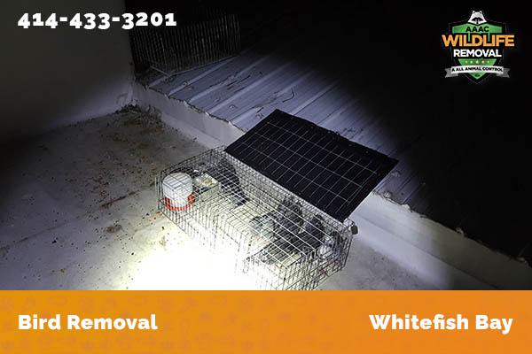 Bird Removal Whitefish Bay