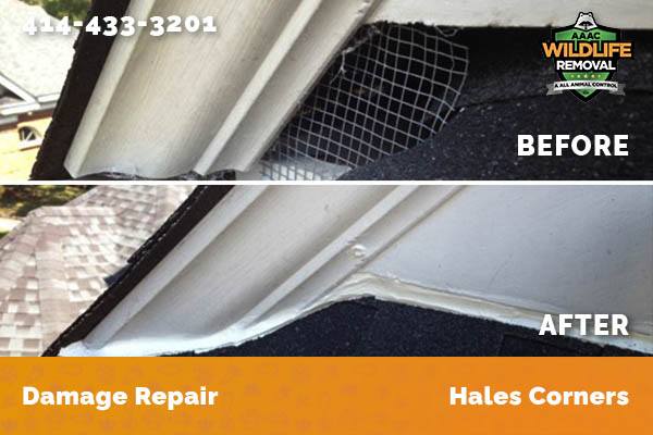 Damage Repair Hales Corners