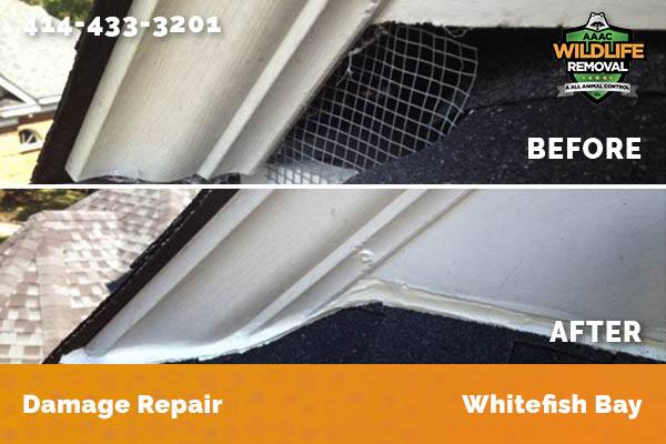 Before and After photo of Raccoon damage repair in Whitefish Bay