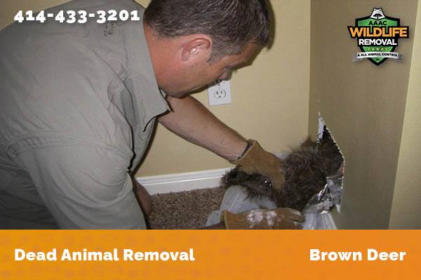 Dead Animal Removal Brown Deer