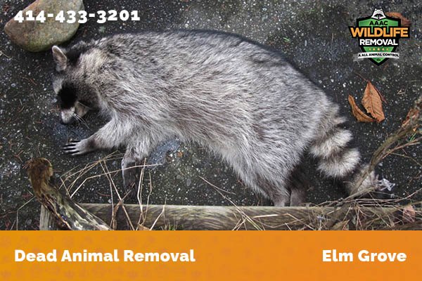 Dead Animal Removal Elm Grove