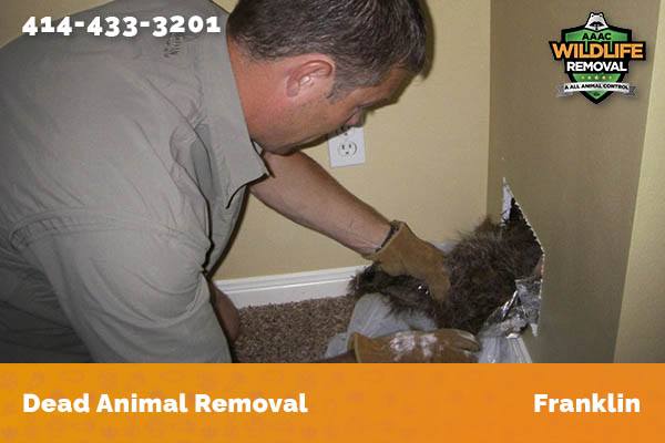 Dead Animal Removal Franklin
