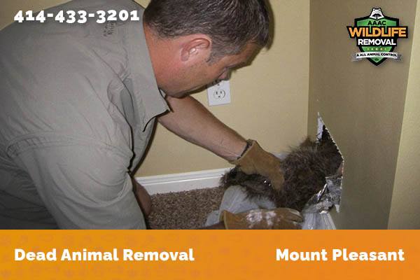 Dead Animal Removal Mount Pleasant