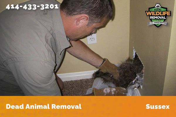 Dead Animal Removal Sussex
