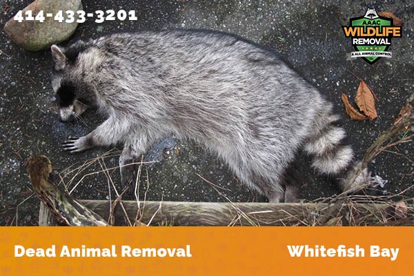 Dead Animal Removal Whitefish Bay