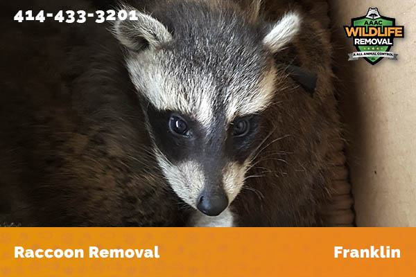Raccoon Removal Franklin