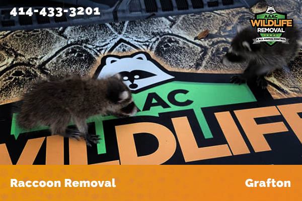 Raccoon Removal Grafton