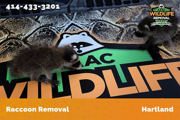Raccoon Removal Hartland