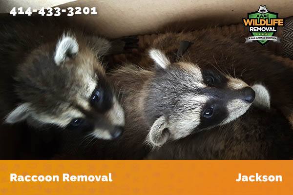 Raccoon Removal Jackson