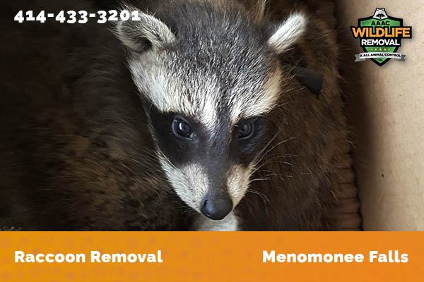 Raccoon Removal Menomonee Falls