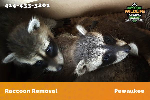Raccoon Removal Pewaukee