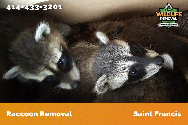 Racoon Removal Saint Francis