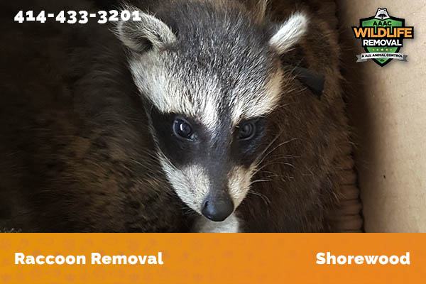 Raccoon Removal Shorewood