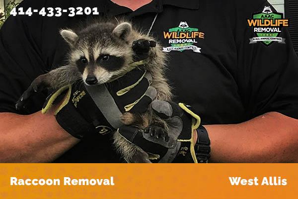 Raccoon Removal West Allis