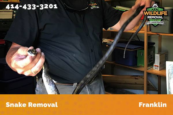 Snake Removal Franklin