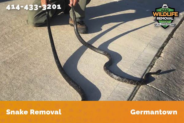 Snake Removal Germantown