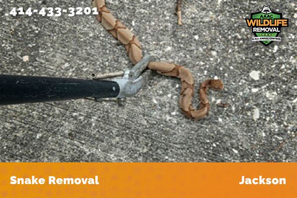 Snake Removal Jackson