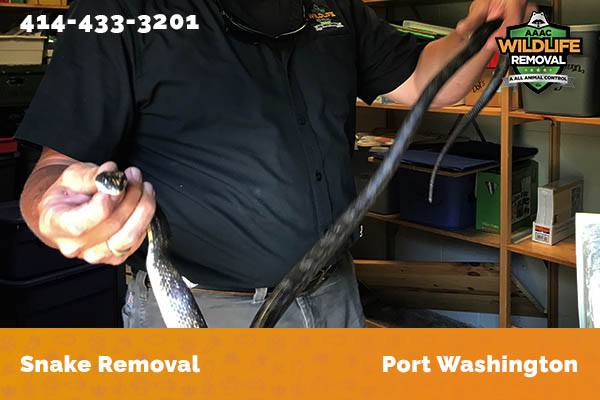Snake Removal Port Washington