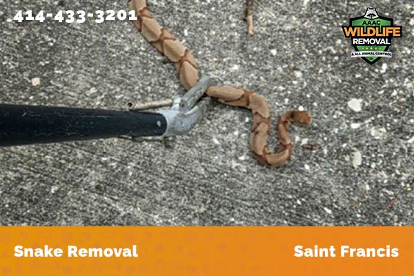 Snake Removal Saint Francis
