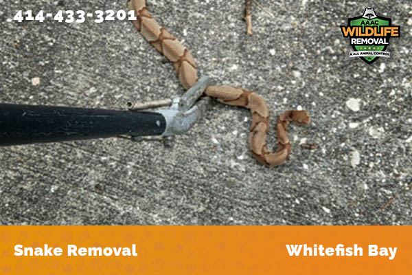 Snake Removal Whitefish Bay