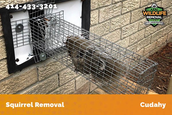 Squirrel Removal Cudahy
